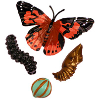 Motýl -životní cyklus